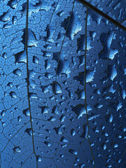 dewy leaf skeleton texture, leaf background with veins and cells - macro photography