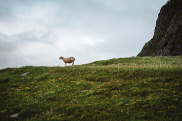 Sheeps strolling around on the Lofoten Islands, Norway