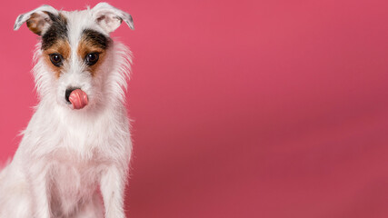jack russell terrier licks his lips on a pink background. dog licks delicious food. Copy space.