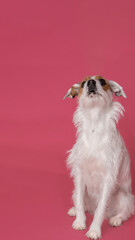 Jack Russell sitting on pink background looking up. copy space.