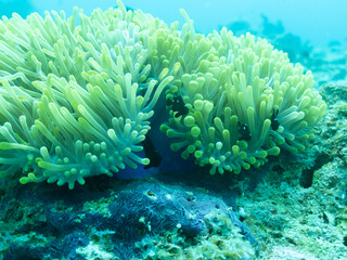 Naklejka na ściany i meble Clownfish in the sea anemone in the depths of the Indian ocean