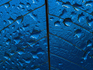 dewy leaf skeleton texture, leaf background with veins and cells - macro photography