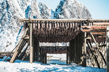 Dried fish hanging on wood in fishing norwegian village Reine, Lofoten during winter time. 