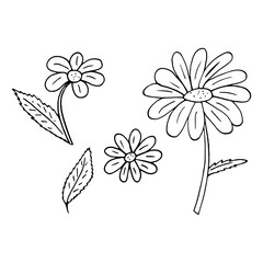 camomile set hand drawn in doodle style. simple minimalistic line art. monochrome icon. plant.