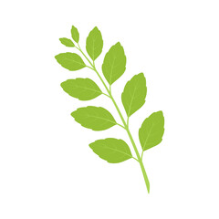Basil isolated on white background. Herbs. Vector illustration. Flat style.
