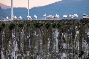 Seagulls lined up on the pier wall