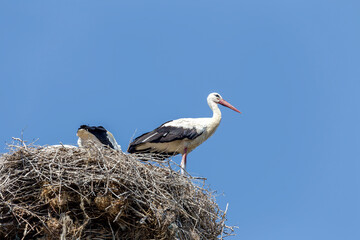 Grown-up stork (Ciconia ciconia) chicks in a nest against a blue sky background