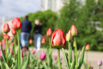 Red tulip flowers on a street, defocused view to couple walking with baby pram in spring city