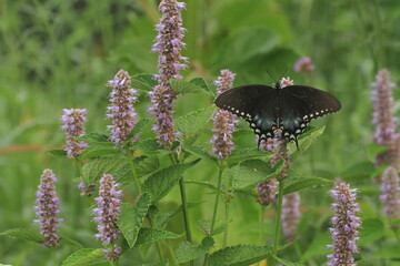 Spicebush swallowtail butterfly female (papilio troilus)  on anise hyssop