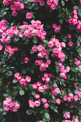 수십 송이의 아름다운 분홍색 장미