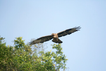 Obraz premium Bonelli's eagle, Aquila fasciata in flight, Satara, Maharashtra, India
