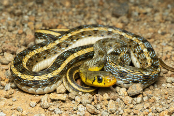 Buff striped keelback, Amphiesma stolatum, Satara, Maharashtra, India