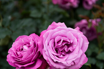 짙은 분홍색의 유럽 장미 클로즈업 사진