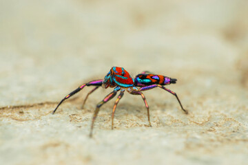 Colourful jumping spider, Chrysilla volupe, Satara, Maharashtra, India..