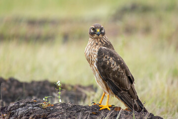 Female pallid harrier, Circus macrourus, Satara, Maharashtra, India..