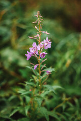 Obraz premium Cute pink wildflowers in Norway with a beautiful bokeh