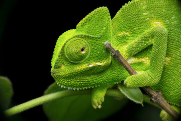 Indian chameleon, Chamaeleo zeylanicus, Satara, Maharashtra, India