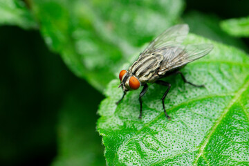 Fototapeta premium Indian house fly species, Satara, Maharashtra, India