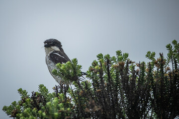 Fiscal shrike perched on top of fynbos