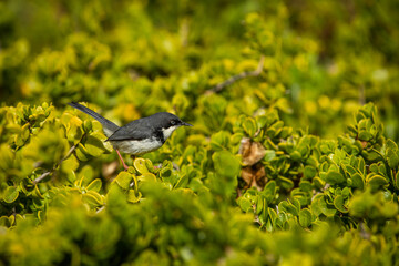 Bar-throated apalis in the fynbos