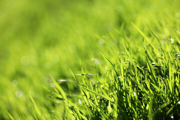 Light green grass in sunlight, blurred background. Fresh spring or summer nature, sunny meadow