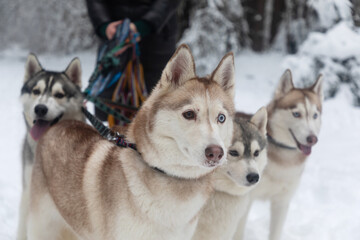 Few of husky dogs on a harness at a dog breeder in winter - 564265519