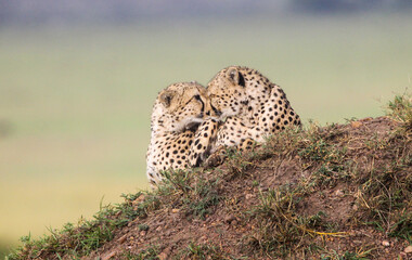 Cheetah cubs on a hill during the day