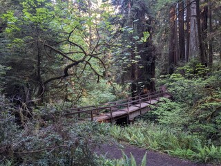 wooden bridge in the redwood forest