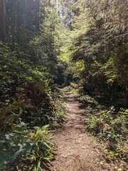 Fototapeta na wymiar path in the redwood forest