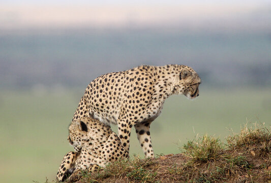 Cheetah cubs on a hill during the day