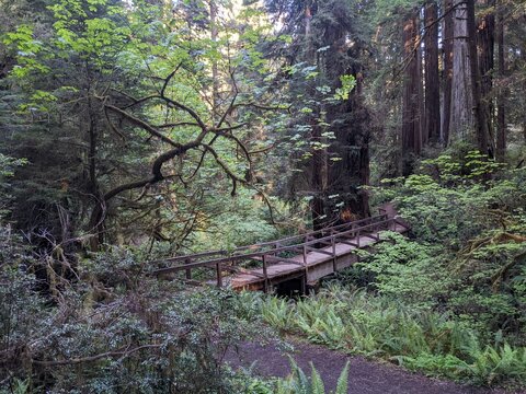 Wooden Bridge In The Redwood Forest