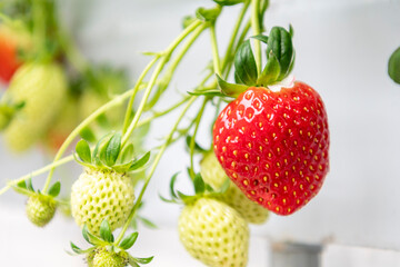 잘 익은 딸기가 매달려 있다.