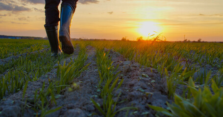 Farmer walks through a young wheat green field during sunset. Bottom view of a man walking in rubber boots in a farmer's field at sunset. Human walking on agriculture field © Valua Vitaly