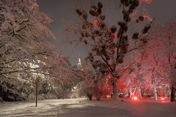 Snow-covered trees in a park in Kaliningrad at night - 564265904