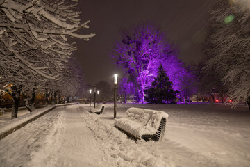 Snow-covered trees in a park in Kaliningrad at night - 564265909