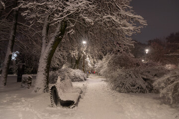 Snow-covered trees in a park in Kaliningrad at night - 564265927