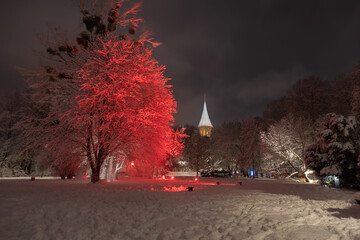 Snow-covered trees in a park in Kaliningrad at night - 564265928