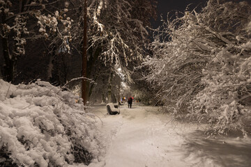 Snow-covered trees in a park in Kaliningrad at night - 564265946