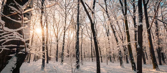 Foto auf Leinwand Panorama of winter nature landscape at sunrise. Christmas seasonal forest background. Tranquil pathway snowy trees idyllic sunlight. Pine trees covered with snow frosty evening. Beautiful winter path © icemanphotos