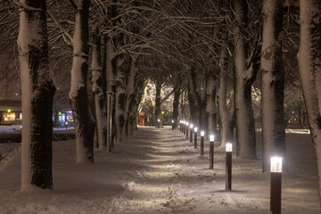 Snow-covered trees in a park in Kaliningrad at night - 564265990