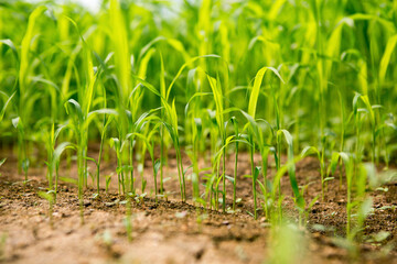 건강한 땅에서 자라는 싱싱한 새싹