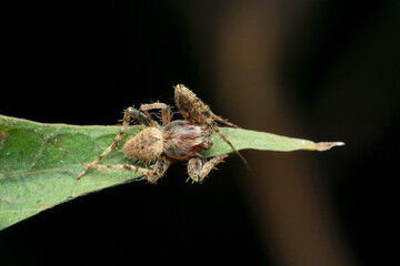 Orb weaver spider, Satara, Maharashtra, India