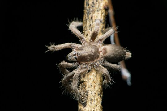 Tarantula spider from Western ghats, thrigmopoeus species, Satara, Maharashtra, India