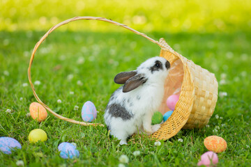 baby rabbit with painted colored eggs in basket. happy easter bunny on spring green grass. egg hunting outdoor