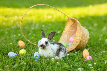 baby rabbit with painted colored eggs in basket. happy easter bunny on spring green grass. egg hunting outdoor