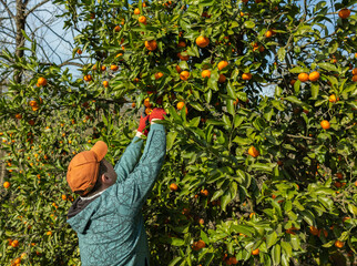 Hand picking mandarins in the sunny garden