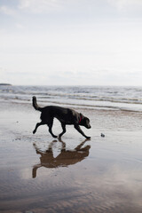Black Labrador running on sandy beach by the sea, playful dog splashing in water, active pet outdoors, happy retriever playing on shore, energetic dog in motion, summer seaside adventure