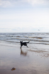 Black Labrador running on sandy beach by the sea, playful dog splashing in water, active pet outdoors, happy retriever playing on shore, energetic dog in motion, summer seaside adventure