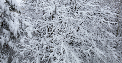 snow covered branches of tree