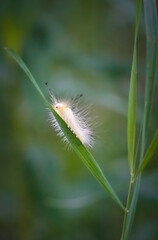 Macro Fuzzy Caterpillar Walks on Grass with Tiny Feet in Close Up Photo